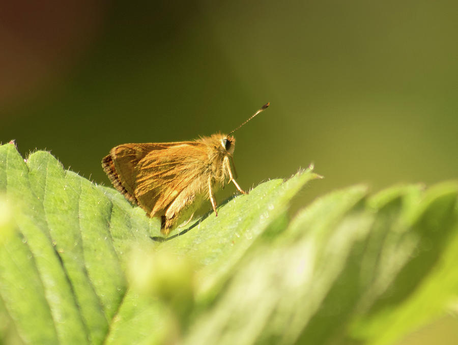 Woodland Skipper Butterfly 7 Photograph by Marilyn Wilson