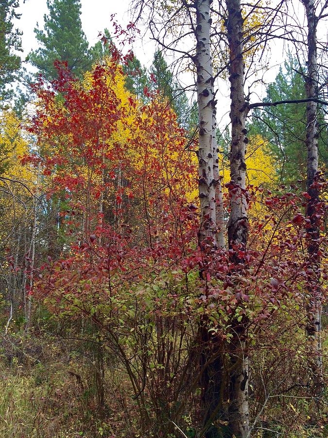 Two Old Aspens Wearing Color Photograph by Jennifer Lake