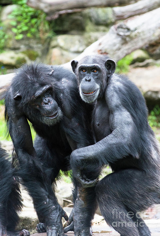 Two old Chimpanzees Photograph by Andrew Michael