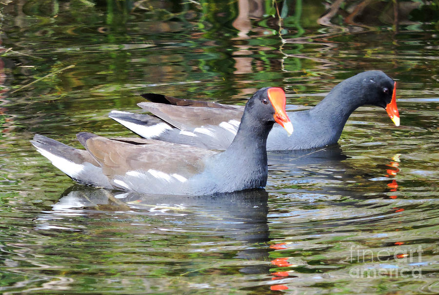 Two Old Coots Photograph by Marilee Noland Fine Art America