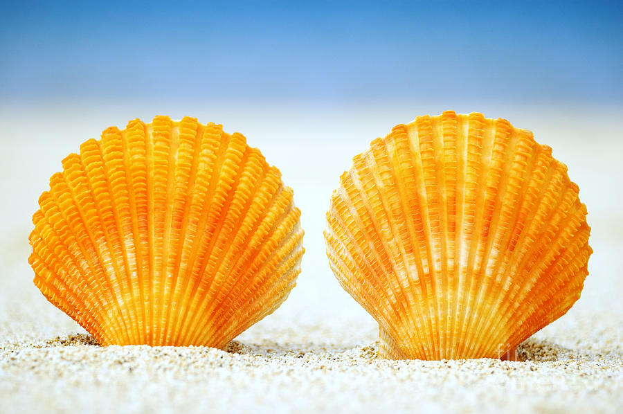 Two orange scallop shells Photograph by Mary Van de Ven - Printscapes