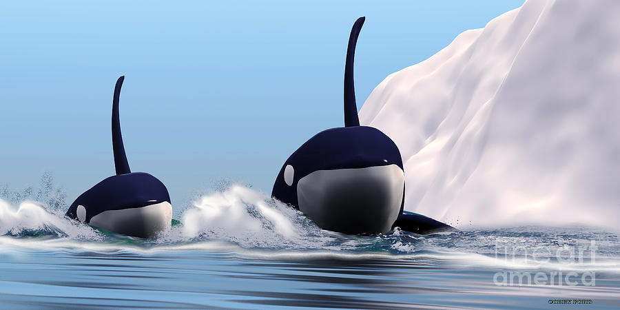 Two Orca Whales Painting by Corey Ford