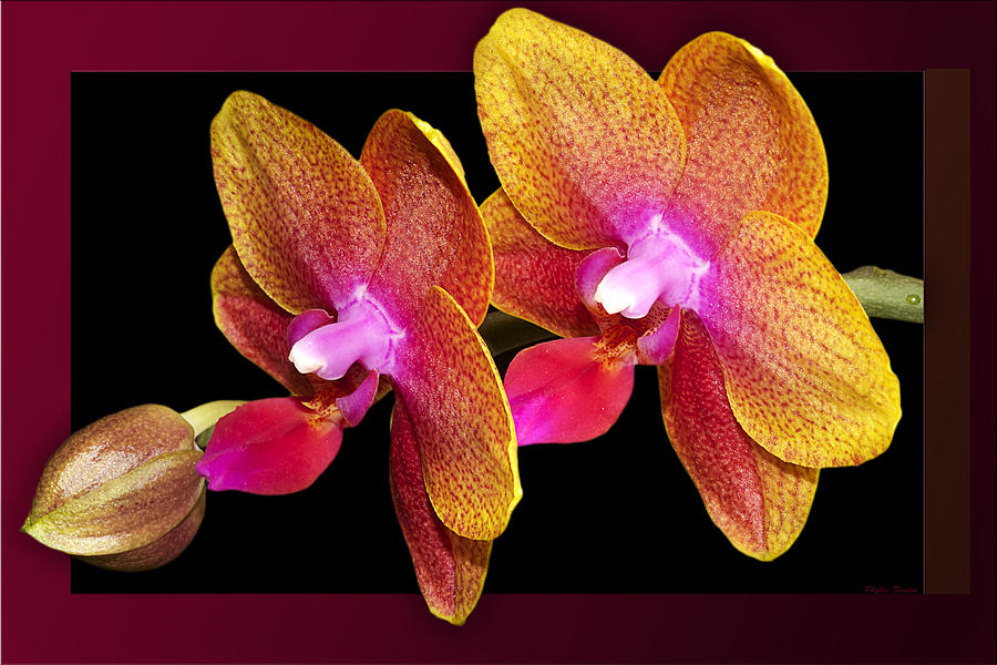 Two Orchids And A Bud Photograph by Phyllis Denton