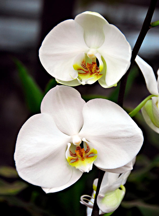 Two Orchids Photograph by JoAnn Lense