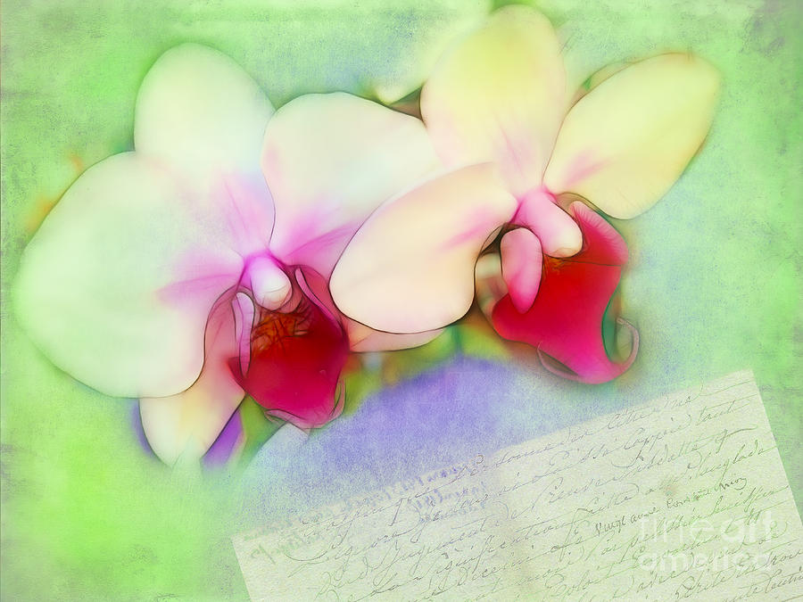 Two Orchids Reading a Letter Photograph by Judi Bagwell