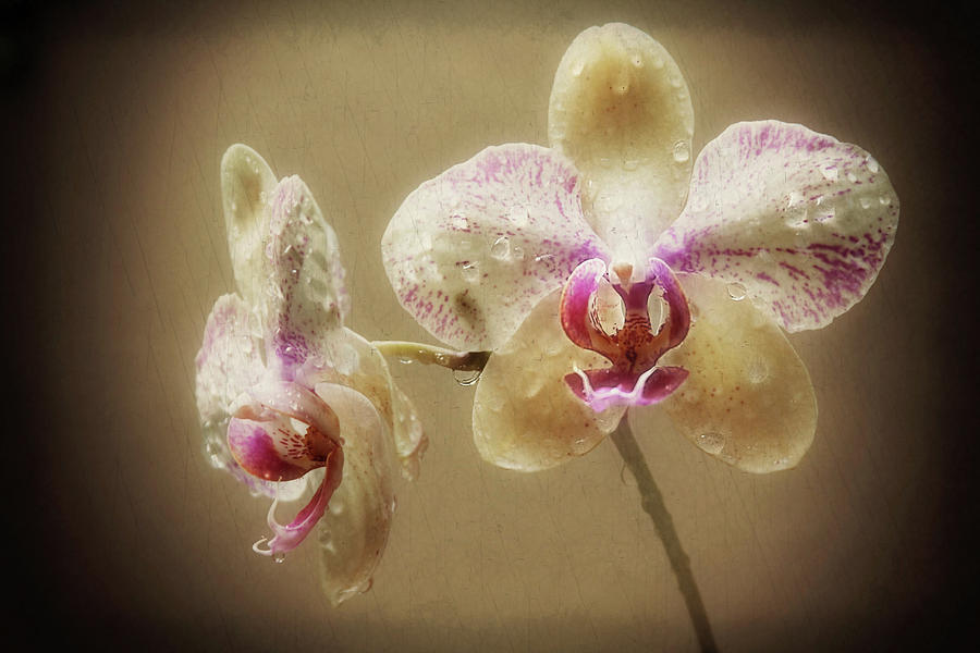 Two orchids Photograph by Sylvia J Zarco