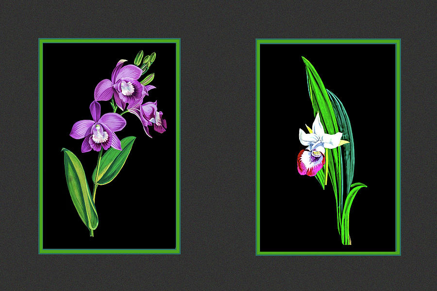 Two orchids Photograph by Tom Prendergast