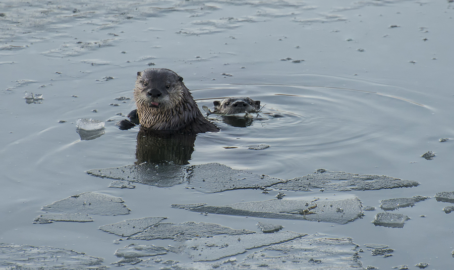 Two Otters Fishing Photograph by Loree Johnson