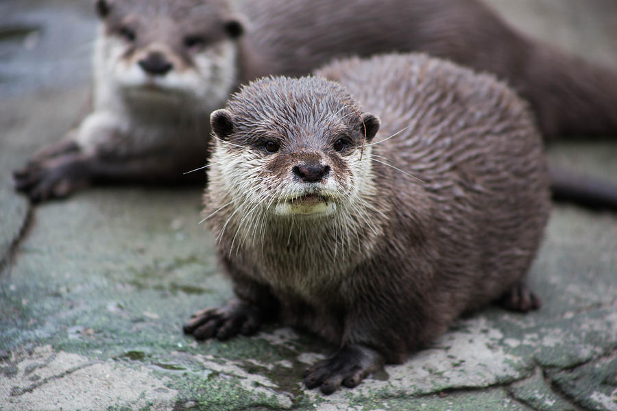 Two Otters Photograph by Victoria Whitehead - Fine Art America