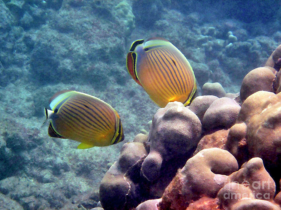 Two Oval Butterflyfish Photograph by Bette Phelan