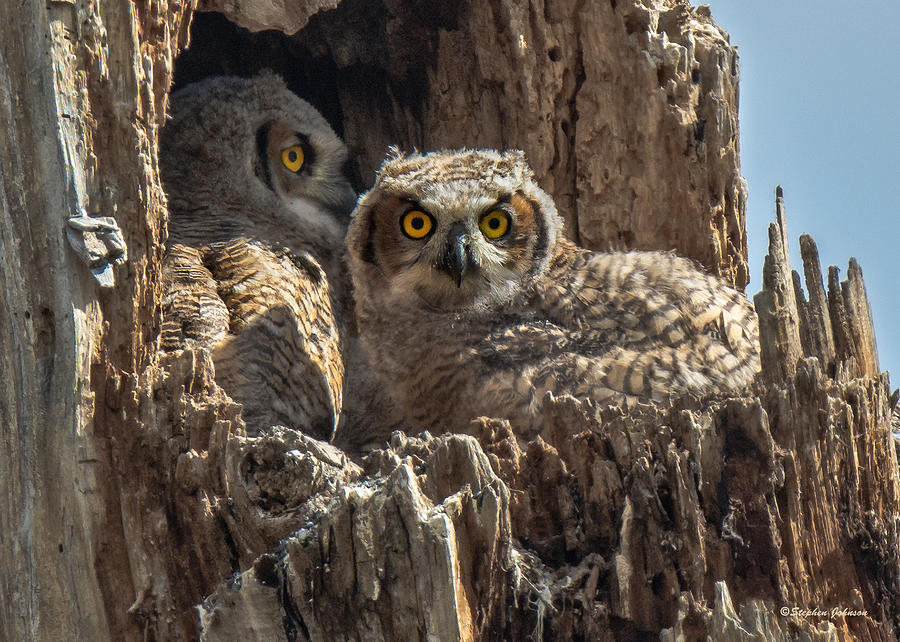 Two Owlets Watching Me Photograph by Stephen Johnson