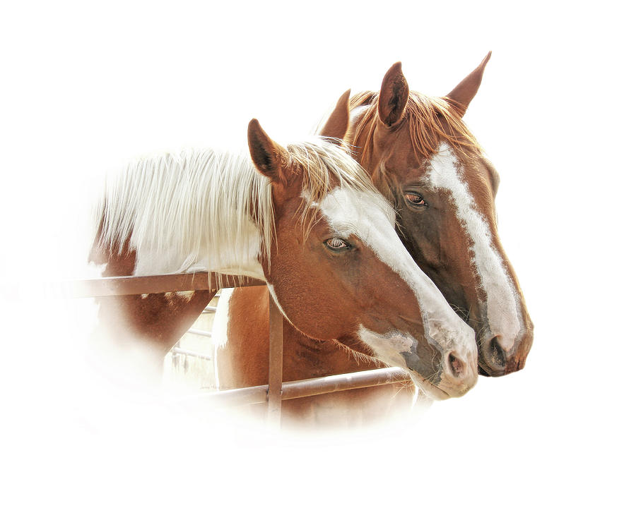 Two Paint Breed Horses Portrait Photograph by Jennie Marie Schell