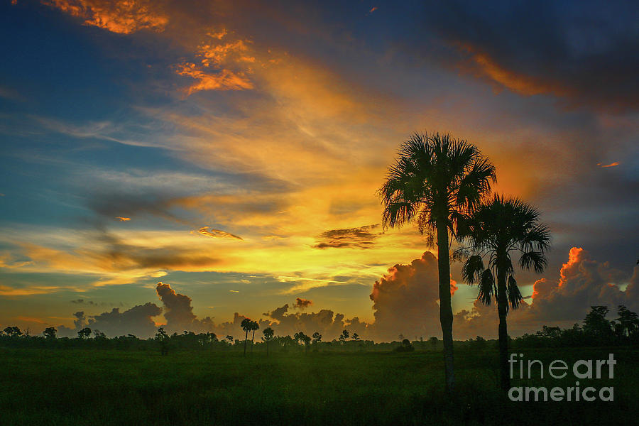 Two Palm Silhouette Sunrise Photograph by Tom Claud