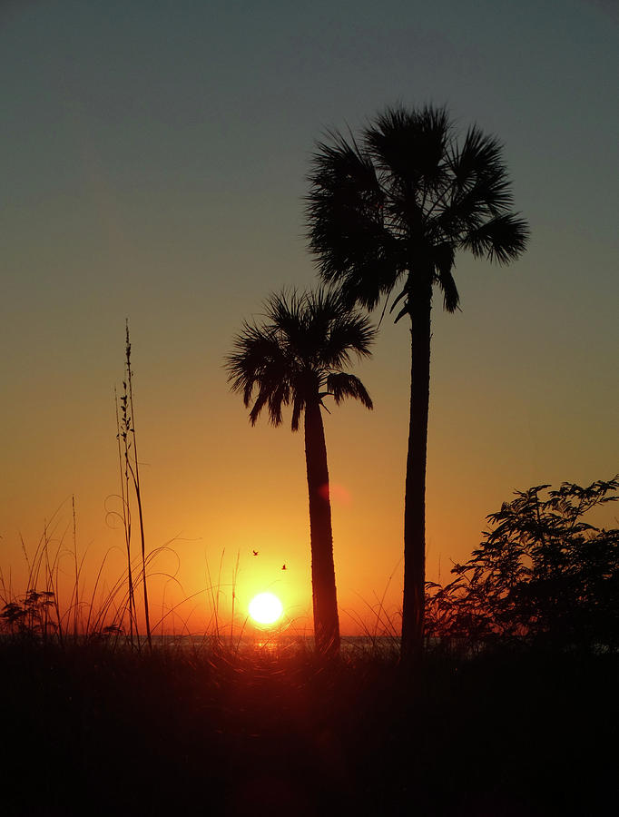 Two Palm Sunset Photograph by David T Wilkinson