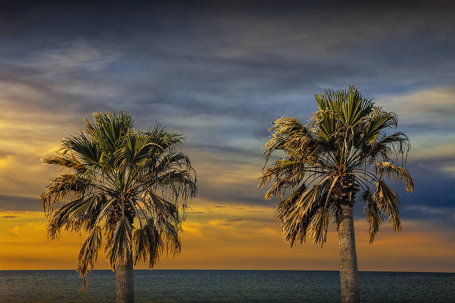 Nature Photograph - Two Palm Trees at Sunrise by Aransas Pass Harbor in Texas by Randall Nyhof