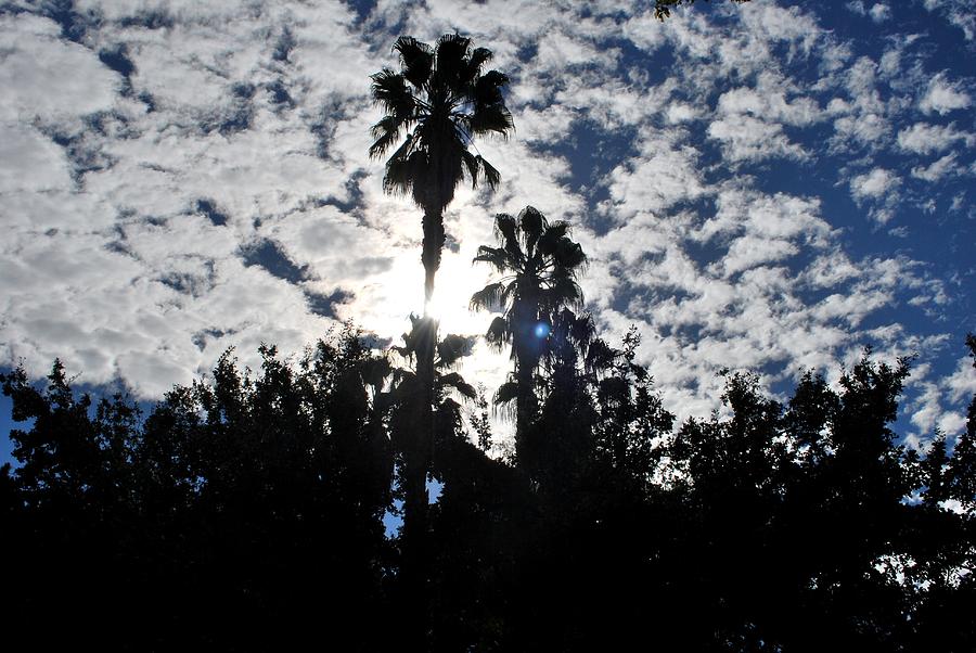 Tree Photograph - Two Palm Trees - Backlit by Matt Quest