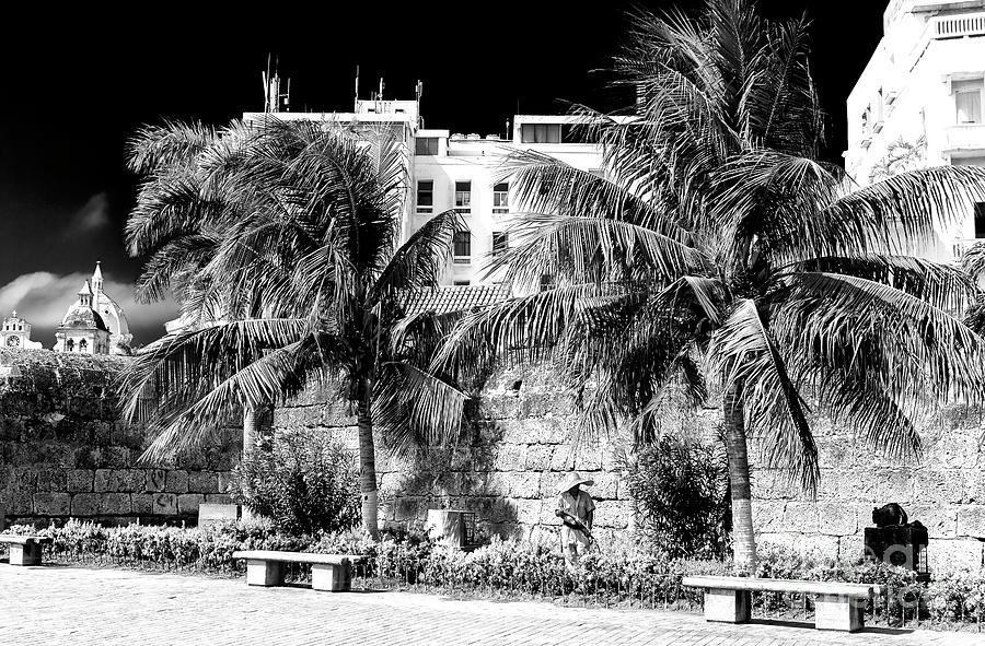 Two Palm Trees in Cartagena Photograph by John Rizzuto