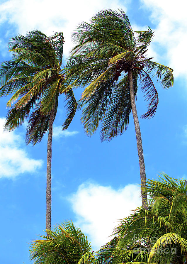 Two Palm Trees Photograph by John Rizzuto