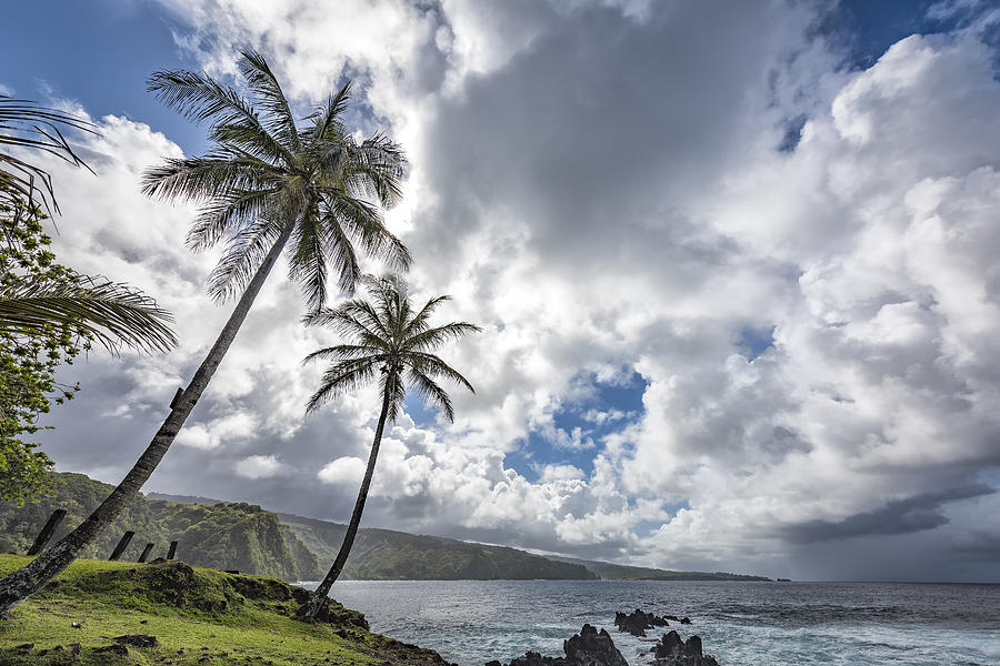 Two Palms on Maui Photograph by Jon Glaser