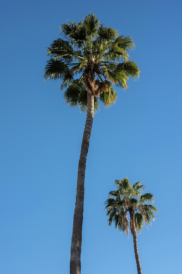 Two Palms Photograph by Steve Gadomski - Fine Art America