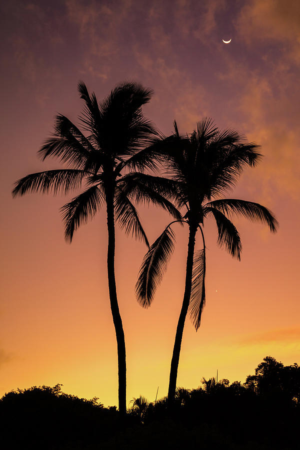 Two Palms Sunrise Photograph by Pierre Leclerc Photography