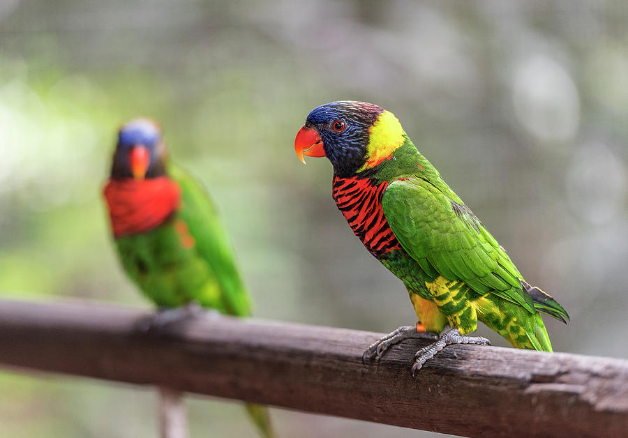 Two parrots Photograph by Pradeep Raja Prints