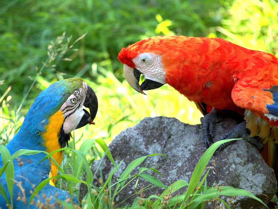 Two Parrots Photograph by Yuka Kato