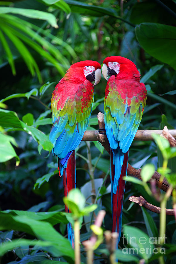 Two Parrots Photograph by Randy Harris