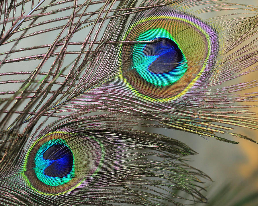 Two Peacock Feathers Photograph by Angela Murdock