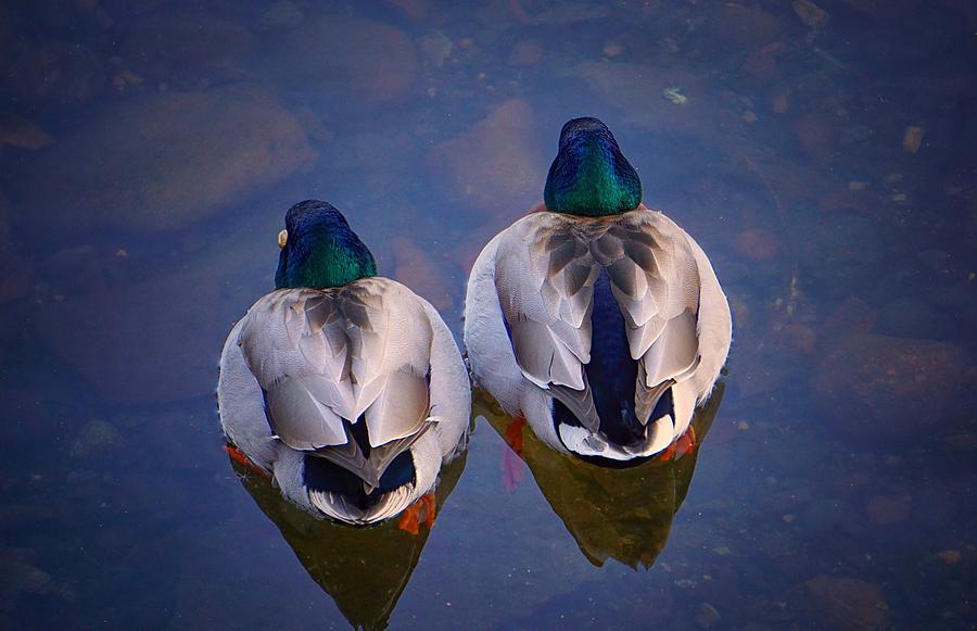 Duck Photograph - Two Peas in a Pod by Jessica Bouloutian