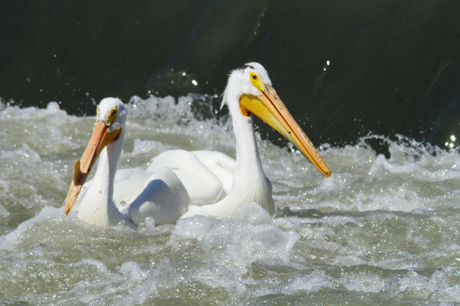 Two Pelicans at Horn Rapids Photograph by Jeff Swan
