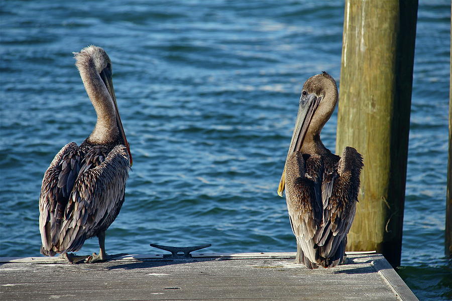 Two Pelicans Photograph by Denise Mazzocco