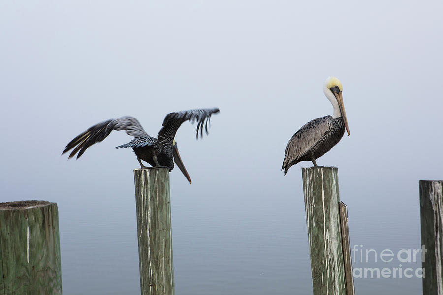Two Pelicans Photograph by Jon Neidert