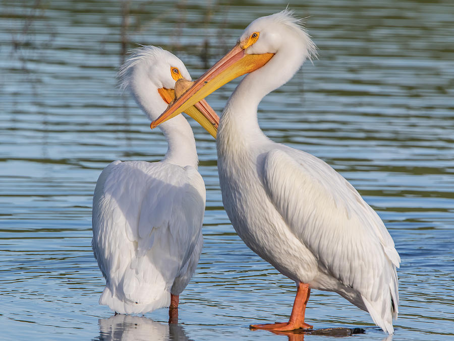 Two Pelicans Photograph by Marc Crumpler