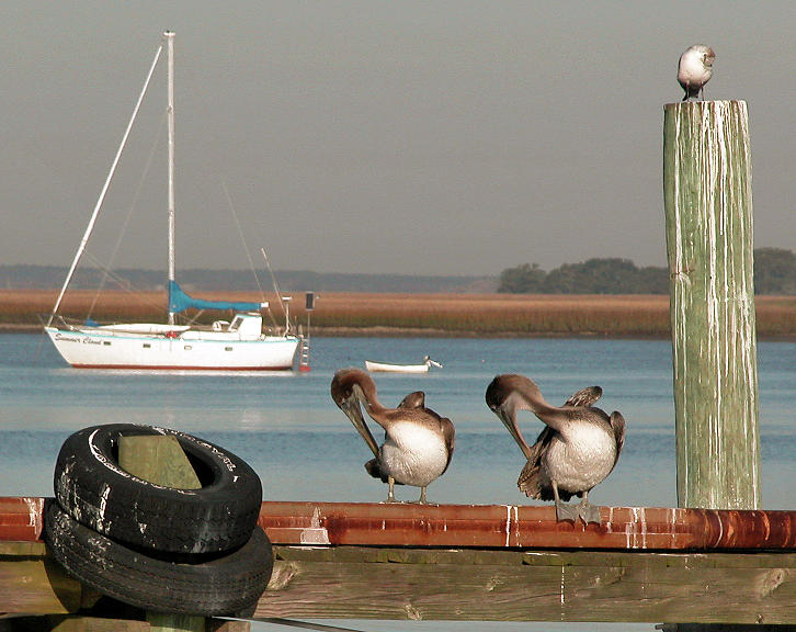 Two Pelicans, Two Tires And Two Boat Photograph