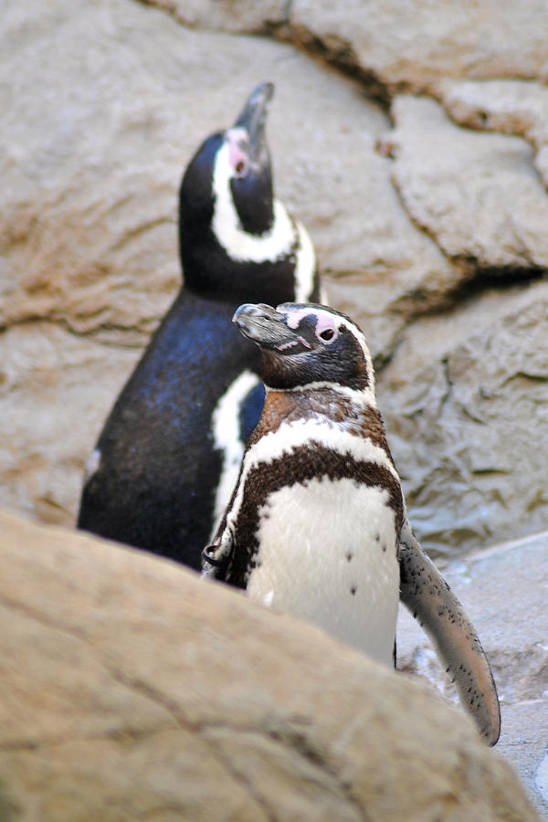 Two Penguins Photograph by Gene Tatroe