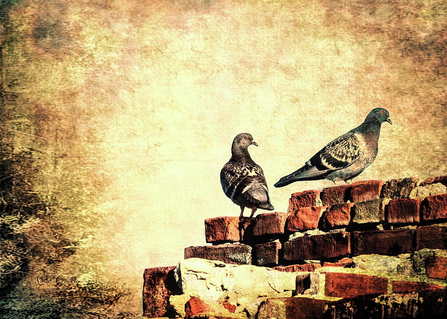 Two Pigeons Photograph by Bob Orsillo Two Pigeons Photograph by Bob Orsillo