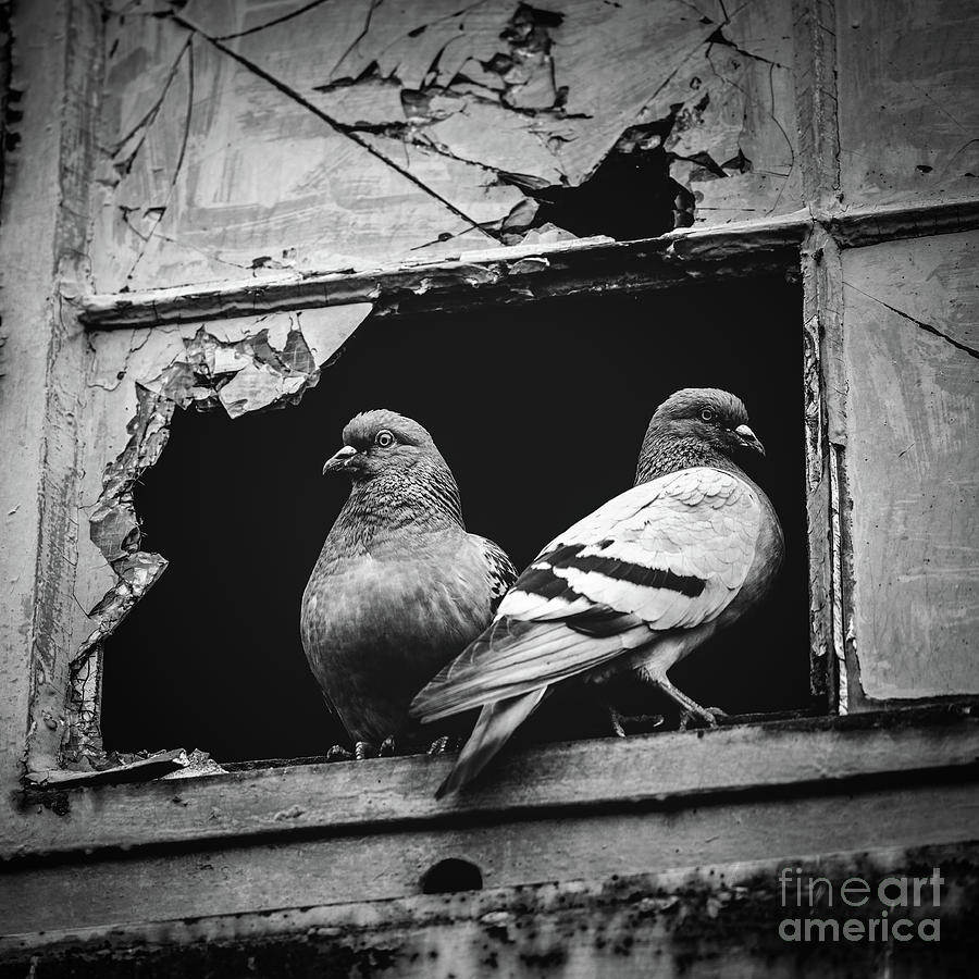 Two pigeons sitting together in a broken window. Photograph by Michal Bednarek