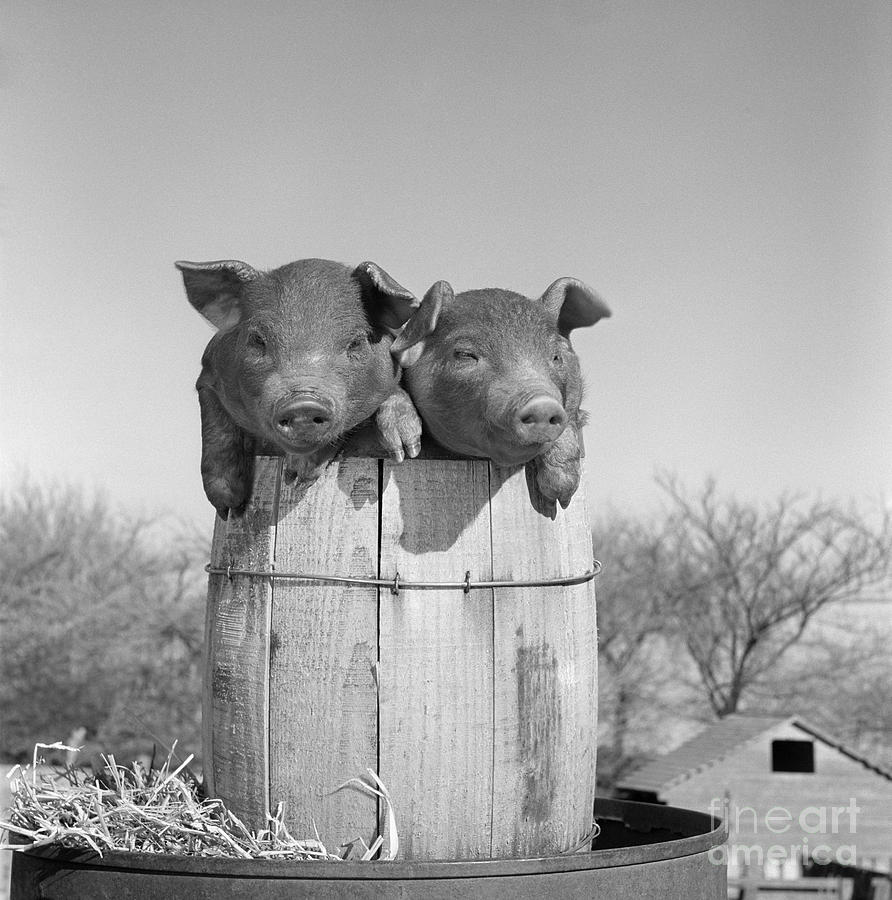 Two Piglets In A Small Barrel, C.1950s Photograph by B. Taylor/ClassicStock