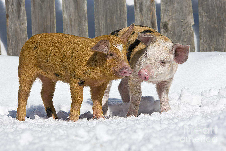 Two Piglets Photograph by Jean-Louis Klein & Marie-Luce Hubert