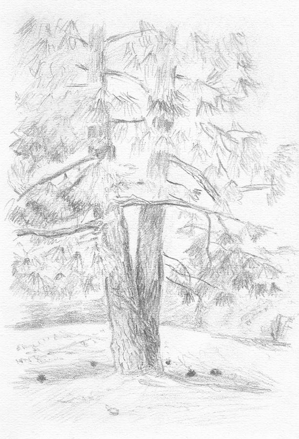 Two Pine Trees Drawing by Masha Batkova
