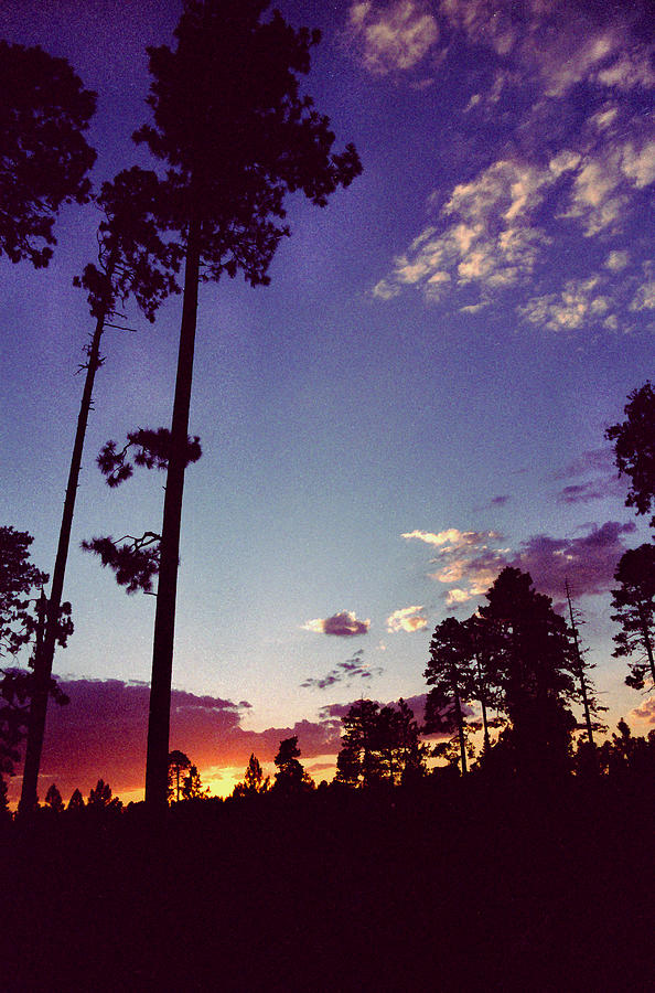 Two Pines Sunset Photograph by Randy Oberg