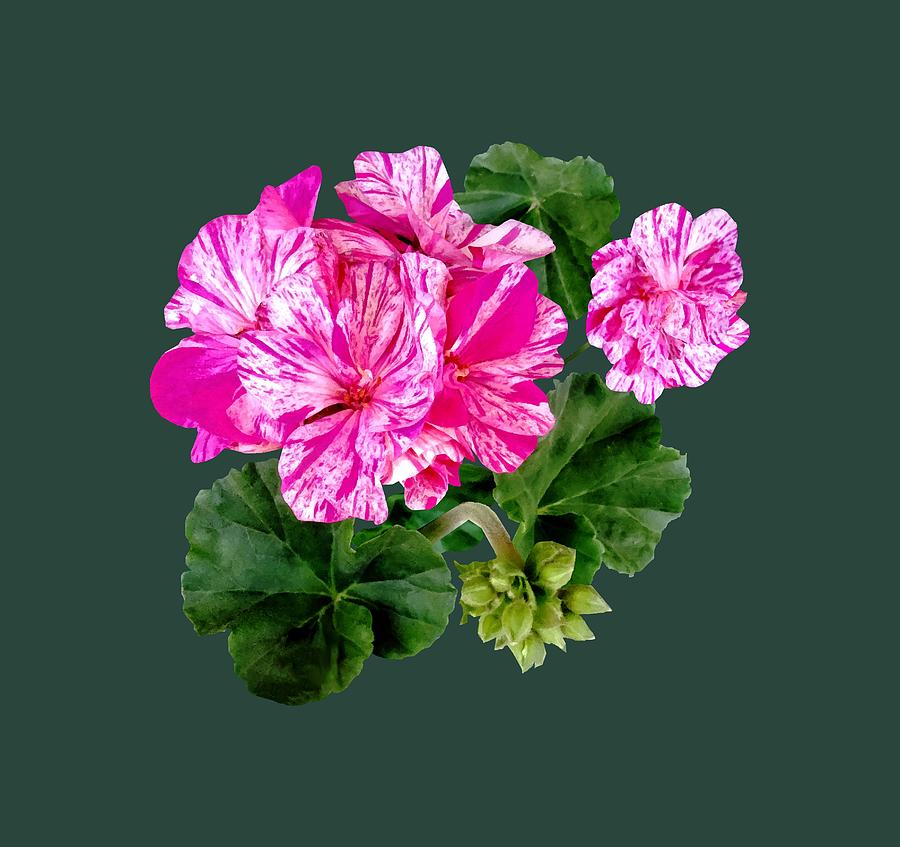 Two Pink and White Striped Geraniums Photograph by Susan Savad