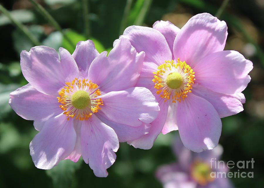 Two Pink Anemone Flowers Photograph by Carol Groenen