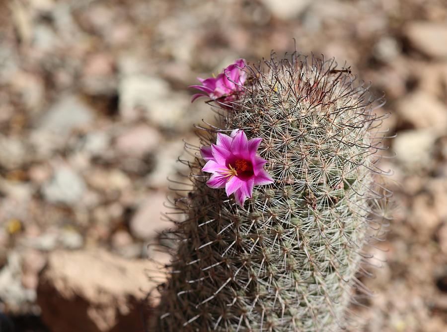 Two Pink Cactus Flowers Photograph by Lorraine Baum