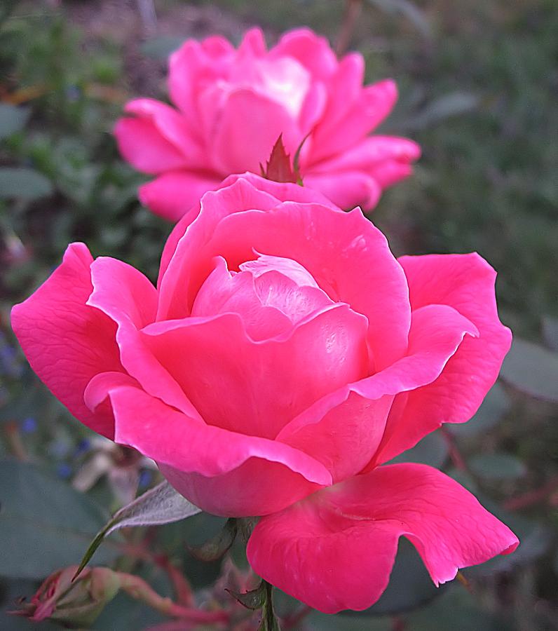 Two Pink Double Roses Photograph by MTBobbins Photography