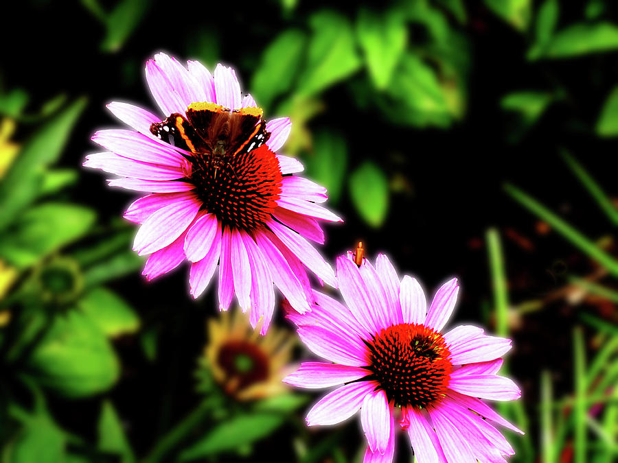 Two Pink Flowers and Butterfly Photograph by Alan Socolik