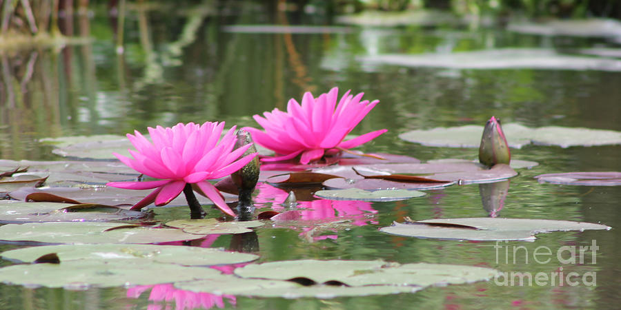 Pink Photograph - Two Pink Lilies and Buds by Vivian Bound Pink Photograph - Two Pink Lilies and Buds by Vivian Bound