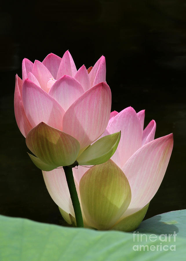 Two Pink Lotus Photograph by Sabrina L Ryan