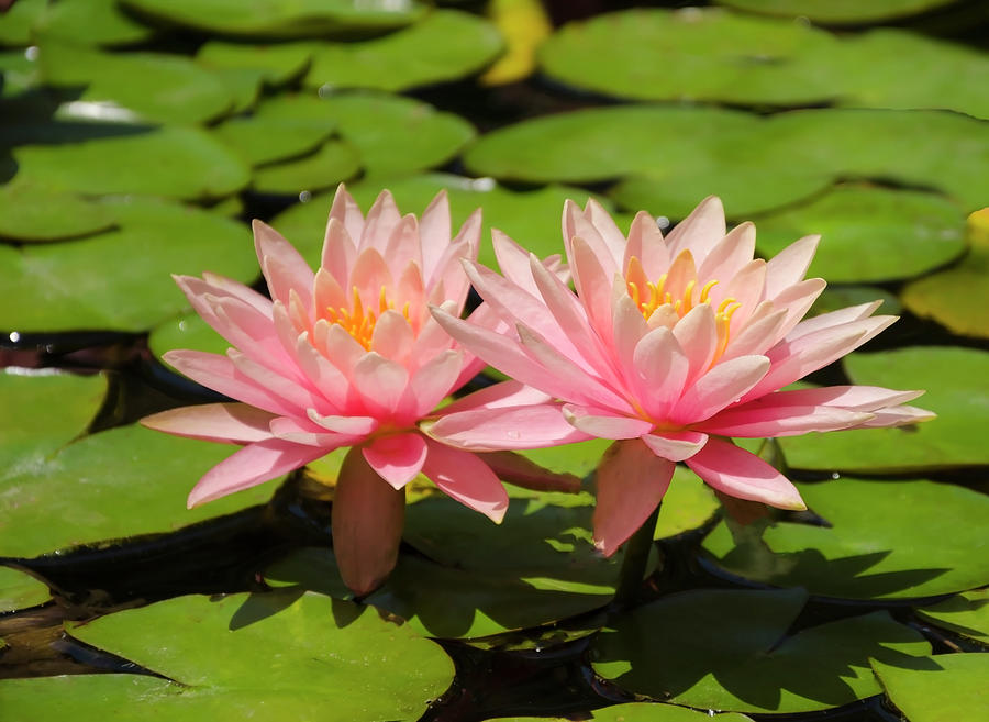 Two pink lotuses Photograph by Elena Chukhlebova - Fine Art America